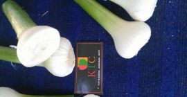 Garlic from the producer Country of origin Egypt Price