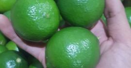 Limonki Страна на произход Виетнам 1500 $ cif Coper