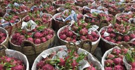 Dragonfruits származási ország Vietnam 1440 $ cif Koper tkacyzk.daria@gmail.com