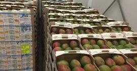 Mango 5,90 Euro pro Karton (4 kg) tkacyzk.daria@gmail.com