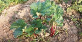 RABARBAR RASPBERRY, May 2019 for sale. In the first