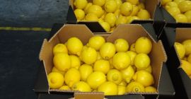 Свеж лимон, хубав, първа класа, внос от Испания, 5-10