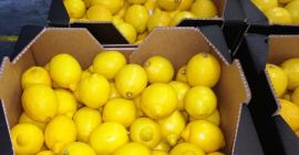 Ще продам лимон, внос от Испания, хубав, свеж, клас