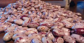 Горох, напрямую от производителя, продать на 600 кг больше,