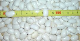 White bean &quot;dwarf egg&quot; cal. 90-120 / 100 g,