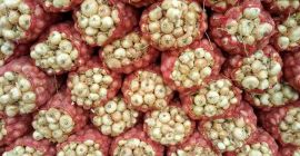 Offriamo cipolle fresche. Per favore, contatta WhatsApp: + 45