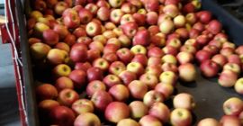 I will sell Rubin from cold storage (about 10t),