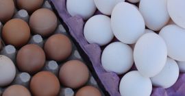 Ucraina. Uova per galline dietetiche da 1.7l confezione da