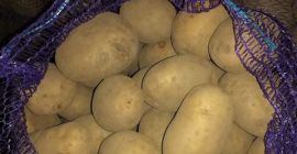 We also have varieties of yellow potatoes like Satine,