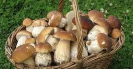Venderò funghi freschi e secchi nel periodo della raccolta