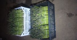 Establish cooperation or sell green asparagus at the turn