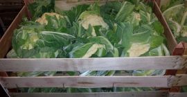 Ще продам карфиол 6 броя в кутия. Хубави дебели