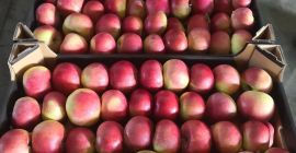 I will sell an apple: Idared, Gala Schniga, Szampion,