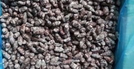 Ich werde gefrorene Beeren von Kamtschatka-Beeren der Sorte Wojtek,
