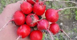 Лучи по ссылке, свежей в этом году,