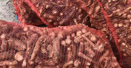 Ich verkaufe frischen Meerrettich in loser Schüttung (Großhandel). Höchste