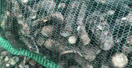 Guten Morgen Wir bieten Ihnen ukrainischen Meerrettich an. Wir