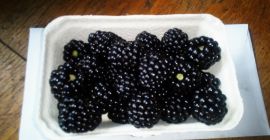 I will sell thornfree blackberry in any packaging, depending