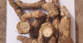 Unser Unternehmen Bionerica erntet und exportiert nach Europa Root