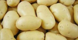 Наш кромпир из Холандије. Ми смо један од водећих