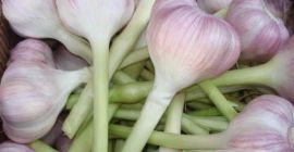 Предложение от компании Hello, чтобы предложить свежий красный чеснок