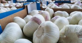 ја ћу продати свјежи чешњак, (вхатсапп: +4565744605) можемо доставити