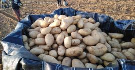 Продаја свежег кромпира из Египта Цена са транспортом у