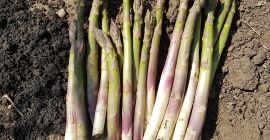 Green and white asparagus in smaller quantities, produced in