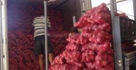 Whatsapp: +46736819530 Ние имаме най-висококачествени пресни червени, жълти и