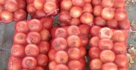 Whatsapp: +46736819530 Ние имаме най-висококачествени пресни червени, жълти и