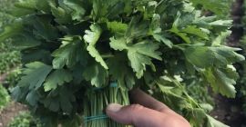 Az export kaporra és petrezselyemre, valamint a zöldségfélékre (zöldhagyma,