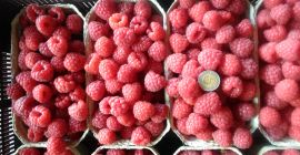 I will sell dessert raspberries, protected against gray mold