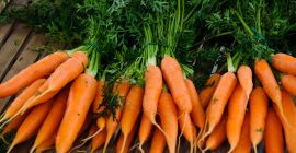 Morcovi de toate marimile cu cele mai bune preturi,