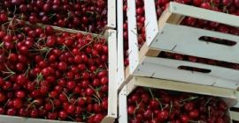 Първите ни череши започват на 1 май. Ние можем