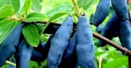 Доброе утро, он покупает фрукты из камчатских ягод, канадских