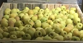 Ние имаме Златната ябълка на нашето производство Сега тя