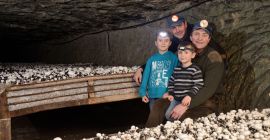 Извозна цена печурке шампињона за узгој свежег и сушеног