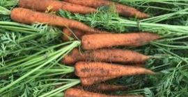 испоручујемо бели купус, шаргарепу, црвени купус, свеж лук, свежи