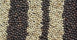 we supply white pepper and black pepper ecologically cultivated.