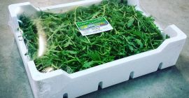 Rucola! Contact us for more informations! We are Floriano