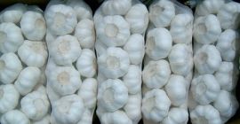 frische Kaliber Zwiebeln 5+, frische Karotten, alte Kartoffeln, Knoblauch,