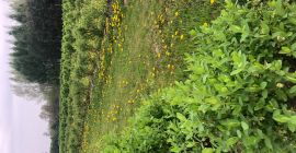 Zu verkaufen Beeren von Kamtschatka. Die Abholung erfolgt Anfang