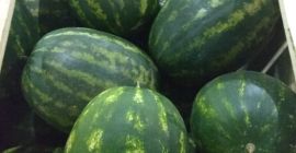 Venderò cocomero Consegna fresca - 10,05 Dolce e succosa