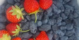 Предлагаю на продажу плоды меда. Сбор начнется в начале