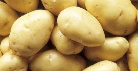 Желтый картофель Мясо желтого картофеля готово на экспорт. Свяжитесь