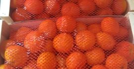 Продам мандарин Ortanique фасовка 10кг древесины. Около 10 тонн,
