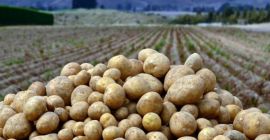 Кромпир лук Узбекистан Поријекло Кале Ми смо испоручили производе