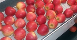 Fresh Apples in Royal Gala variety Hungary origin. The