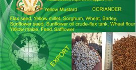 Flax Seed. 1000 mt. yellow millet-500 mt. coriander. safflower,