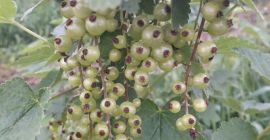 I will sell the red currant crop from the